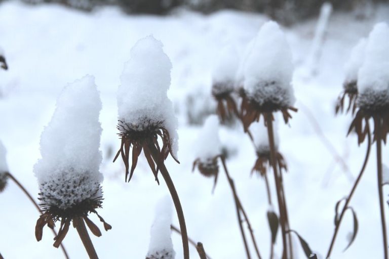 dead echinacea blossoms with top hats of pure white snow
