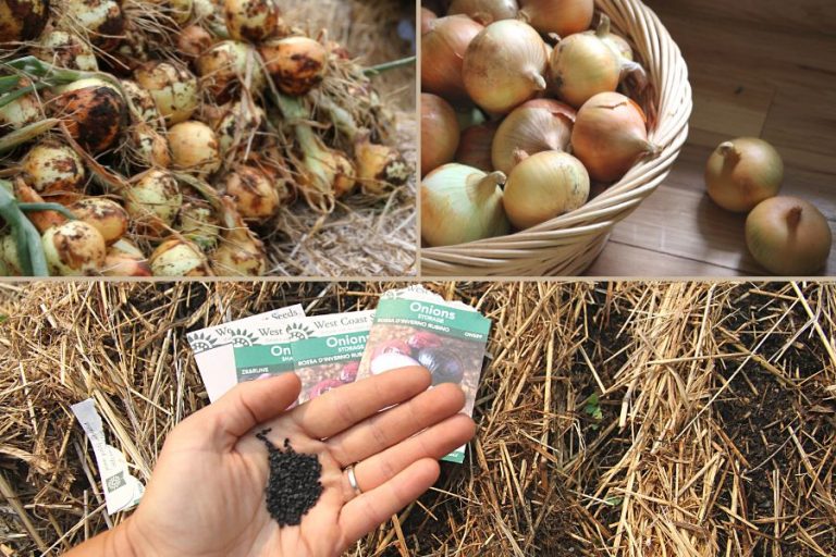 three images showing onion seed, freshly harvested onions with dirt still clinging to them and a basket of cured storage onions