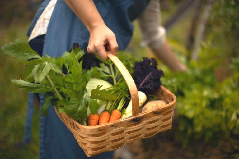 a woman in a blue apron gathering up a basket of fresh vegetables