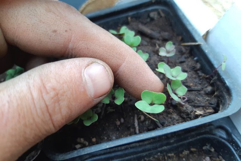tiny cabbage seedlings in black pots, ready to be transplanted to the garden