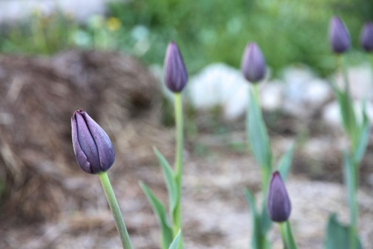 Spring in the Cottage & on the Farmstead