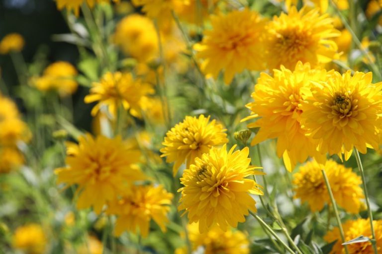 luscious clusters of yellow golden glow in mid summer
