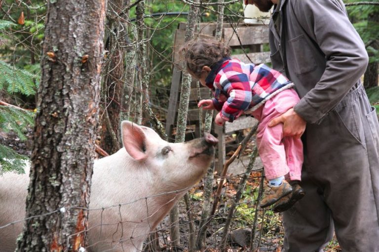 a baby girl in pink overalls, reaching her hand for a pig's nose over the fence while being safely held by her baby.
