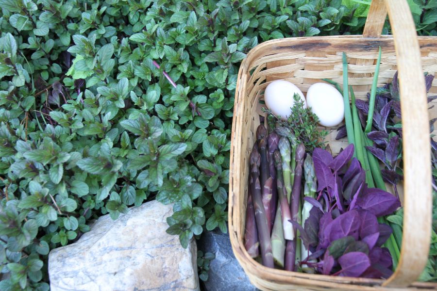 A basket of fresh orach, asparagus and duck eggs