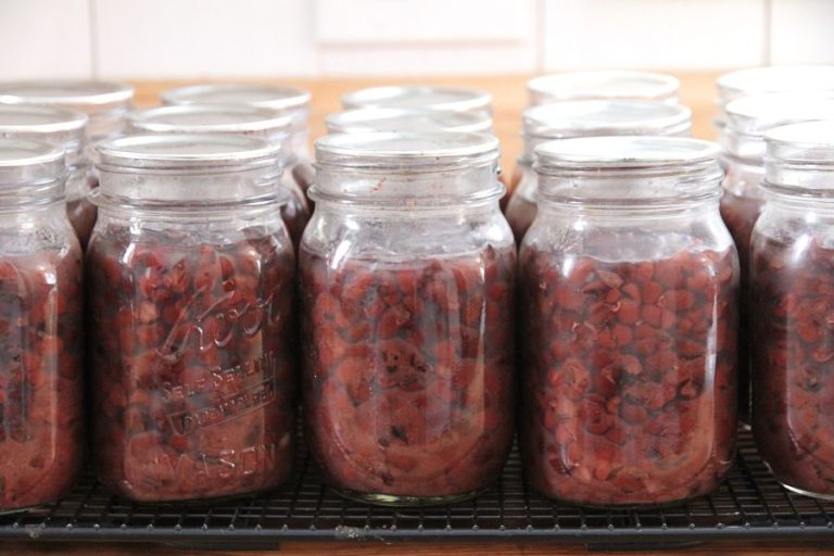 A row of canned beans in pint jars on my kitchen counter