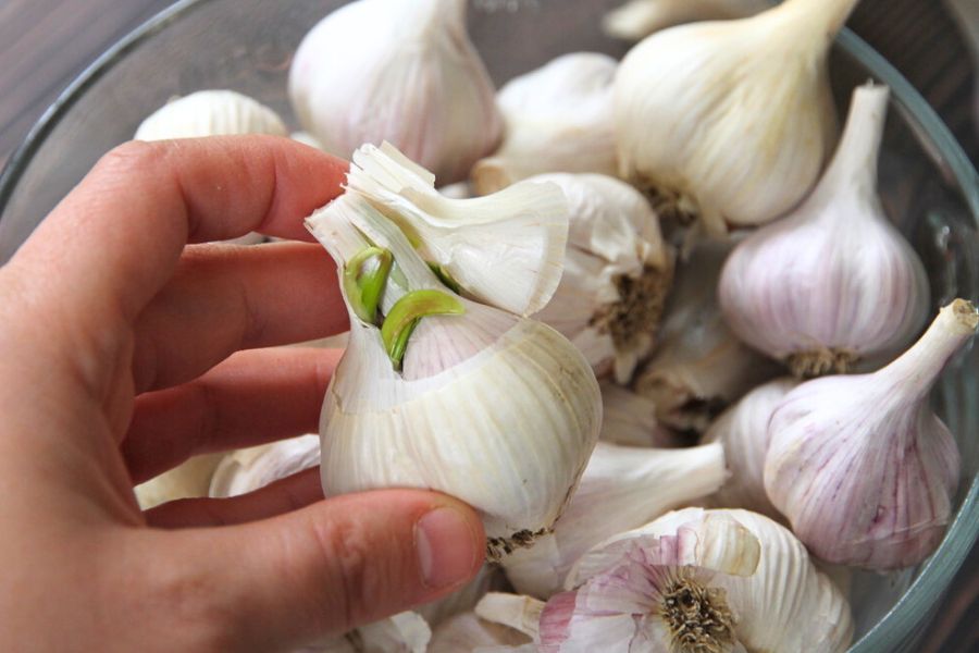a bowl filled with garlic that is starting to sprout.