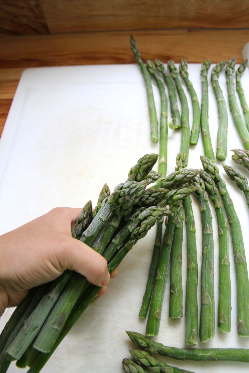 Gathering up frozen asparagus spears to bag for long-term freezer storage.
