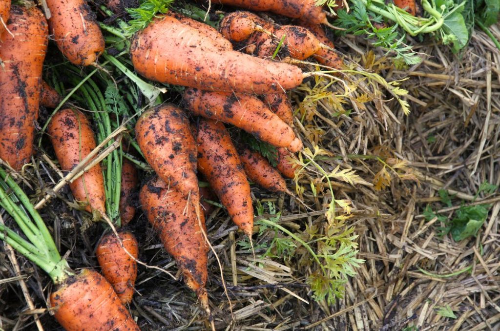 A large bunch of Danvers carrots, freshly pulled and piled up in the garden.