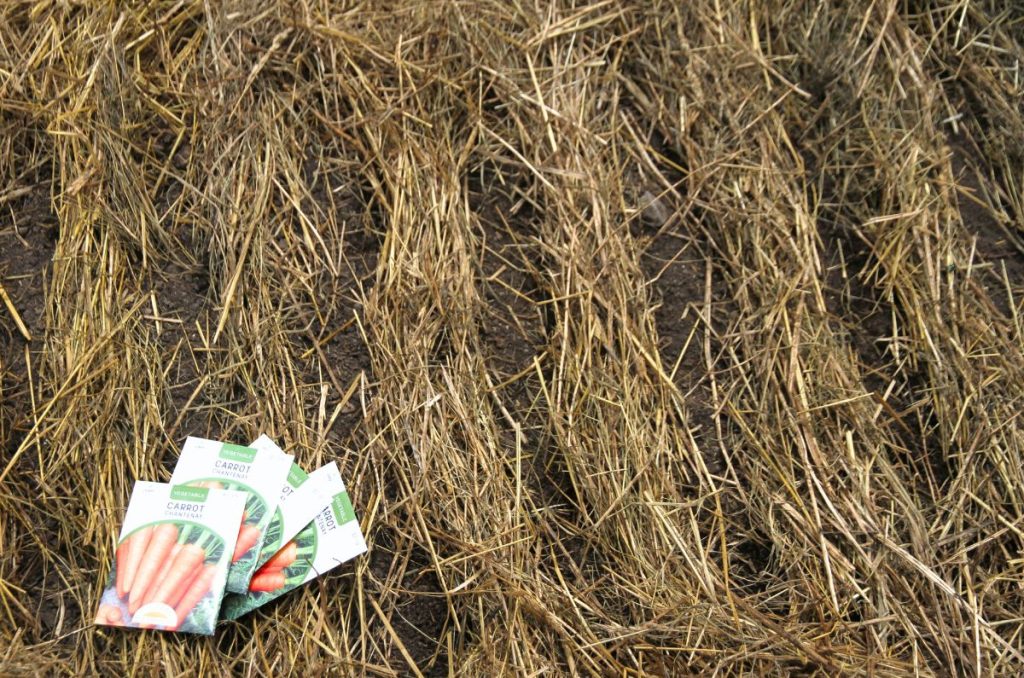 Seed packets of carrots lying on a mulched garden bed that has been parted into rows for planting.