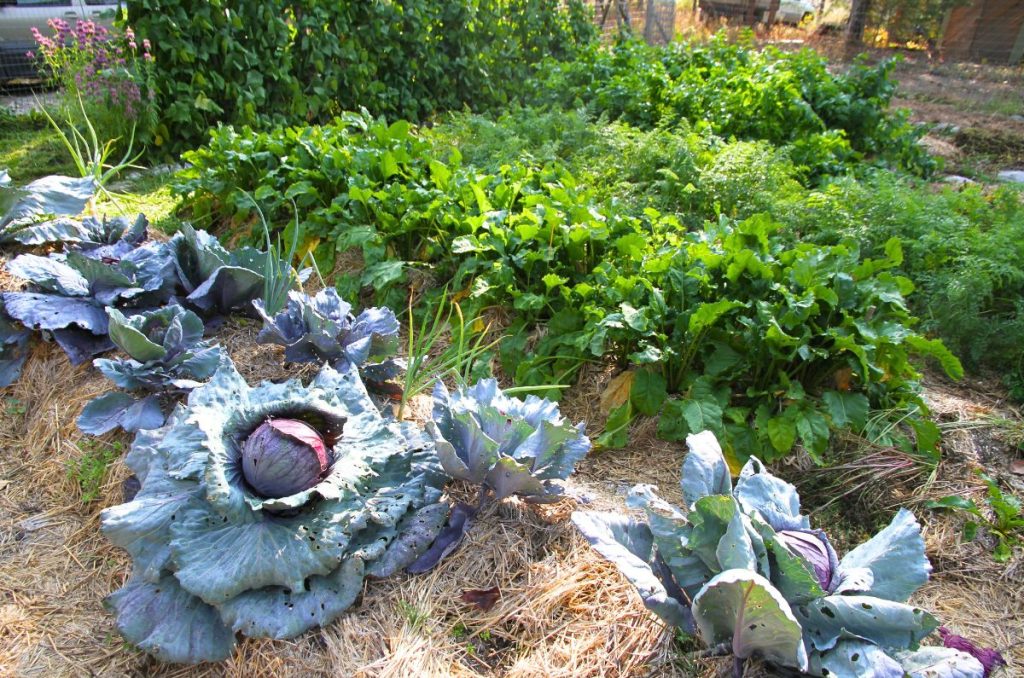 Wide beds in the garden, filled with cabbage, beets and carrots.