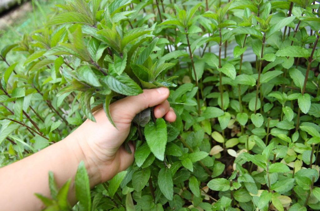 Gathering up a handful of fresh mint from the garden bed.