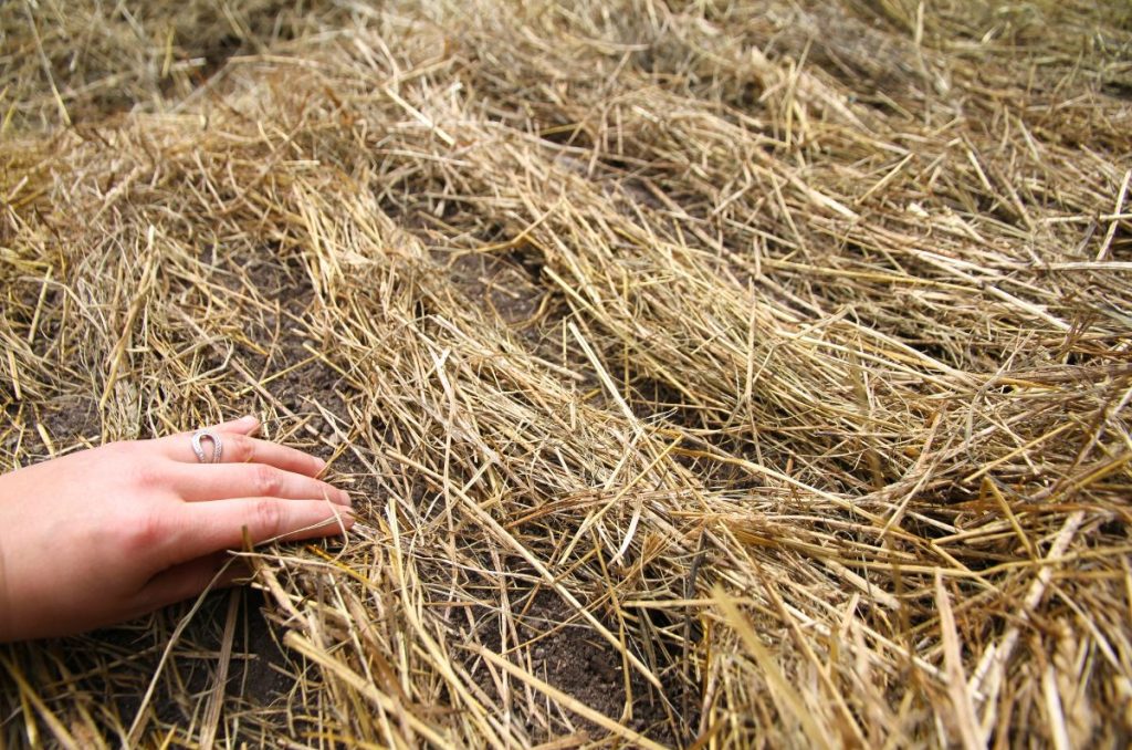Parting the mulched garden bed into rows for planting carrot seed.