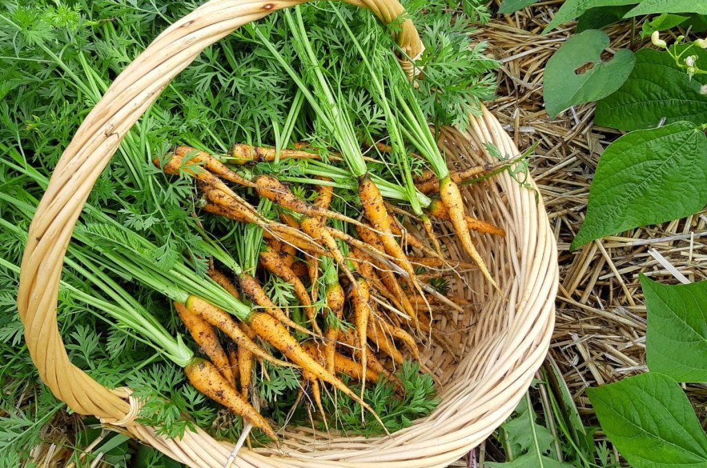 A basket filled with thumb size carrots from a second thinning.