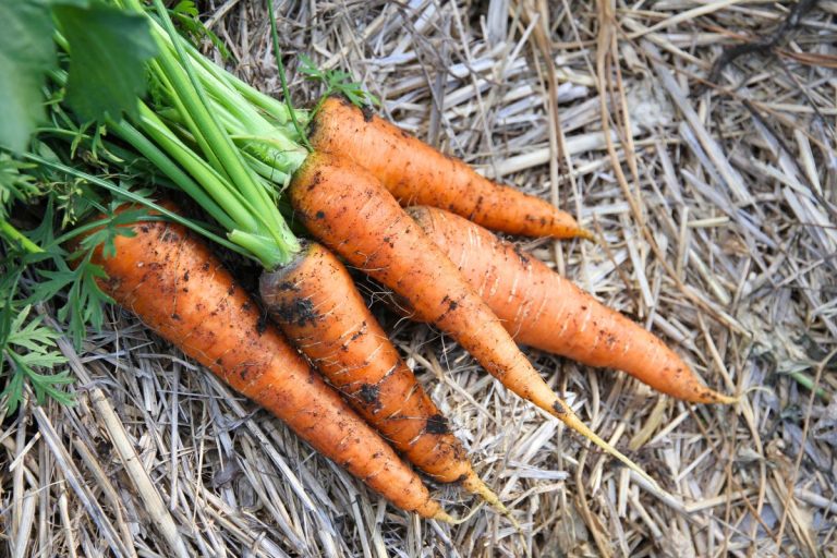 A handful of fresh carrots with green tops still attached
