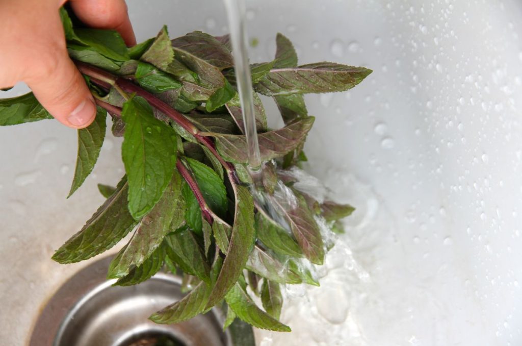Rinsing bundles of mint in a white kitchen sink to remove dust and bugs