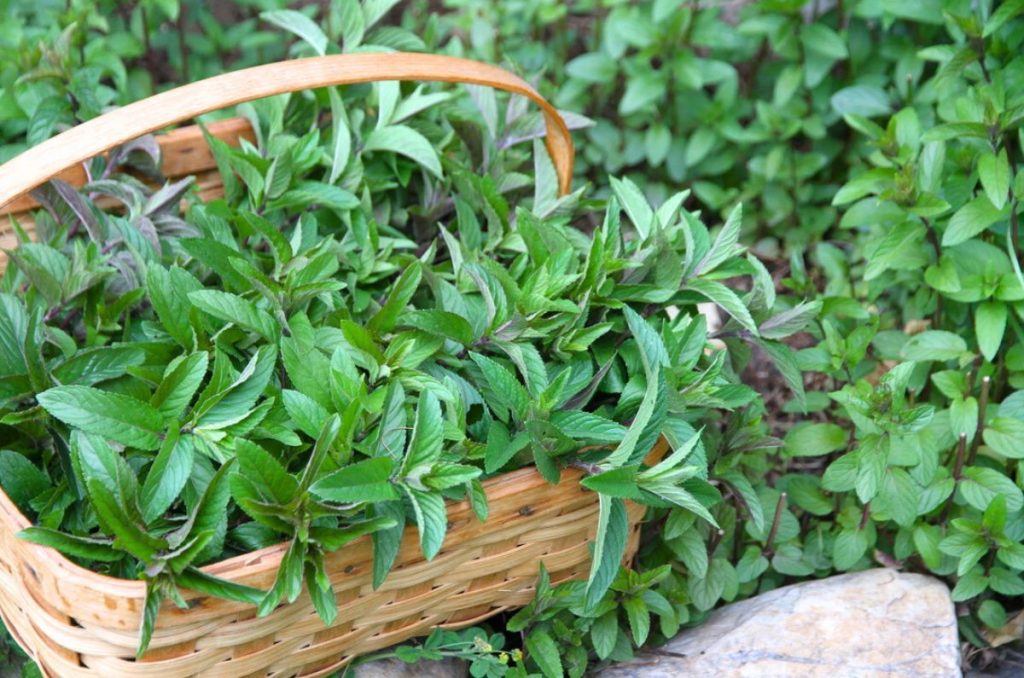 A woven basket with a handle, sitting at the edge of a mint garden bed.