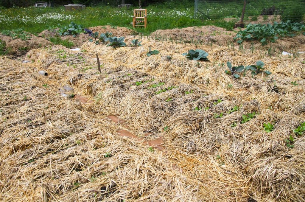Wide garden bed covered in straw mulch with tiny root vegetable seedlings popping up.