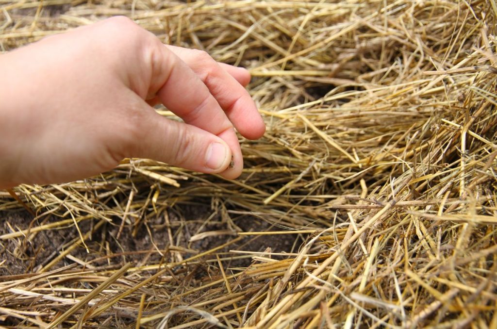 Planting carrot seed in rows of mulch by pinching seed between pointer finger and thumb, then dropping tiny seeds down the row.