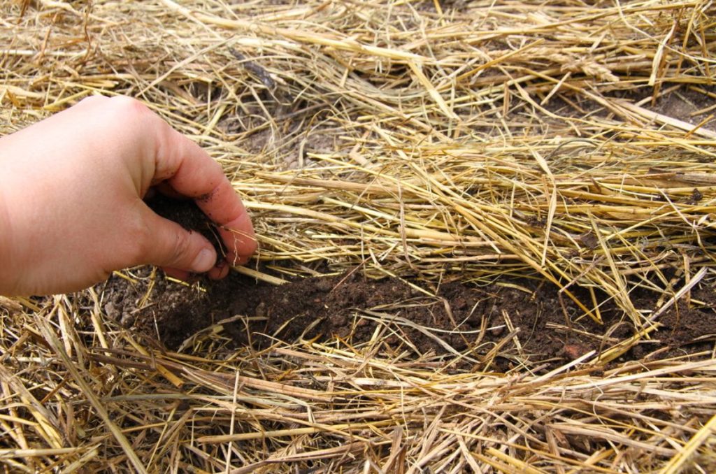 Covering carrot seeds with 1/4 inch of soil by sprinkling it down the row of earth with my hands. 