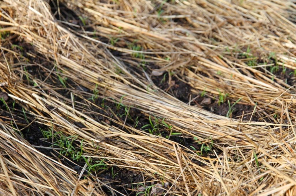 Rows of fern-like, tiny carrot seedlings growing in rows between the mulch. 