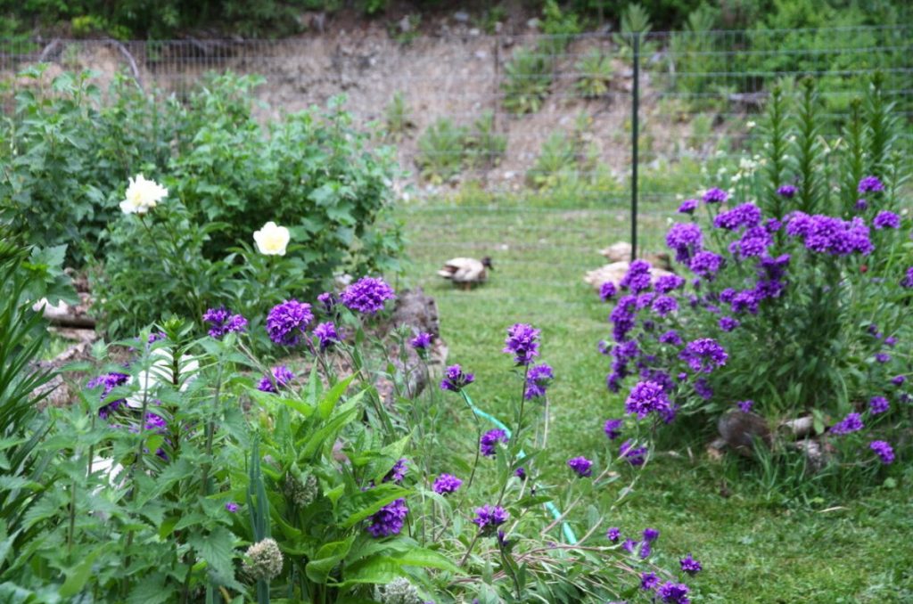 Ducks grazing in the green grass behind raised garden beds