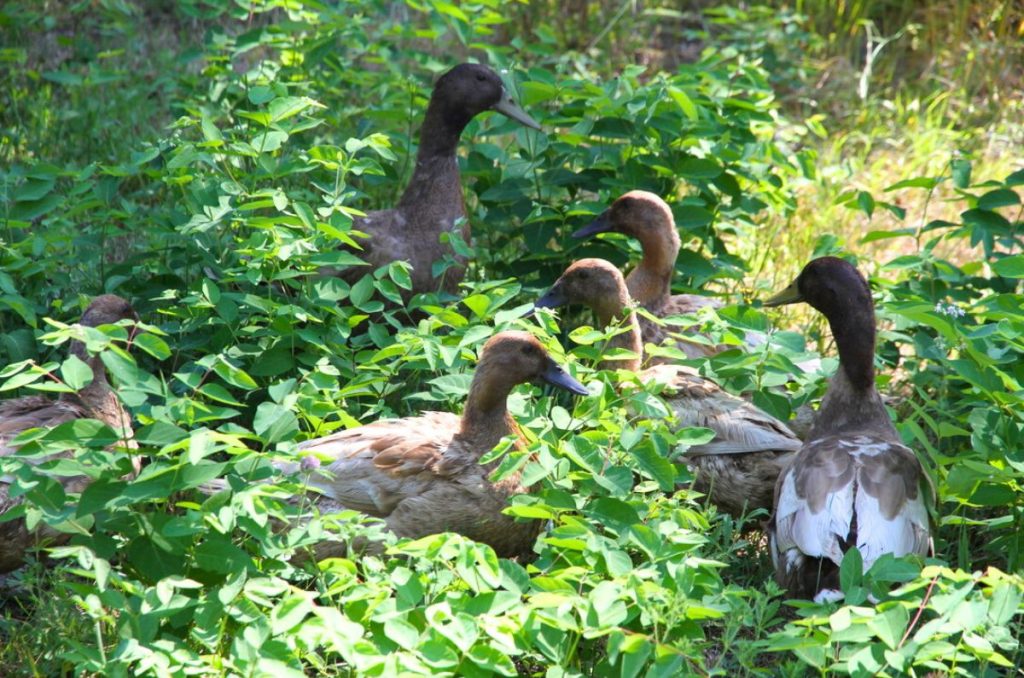 Six Khaki Campbell ducks standing in dappled sunlight in a patch of wild dogbane.