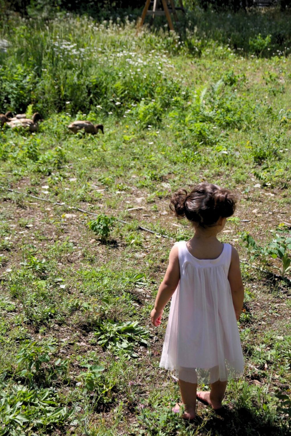 A little girl with two pigtails and a pink dress, watching ducks cross the yard in the distance.