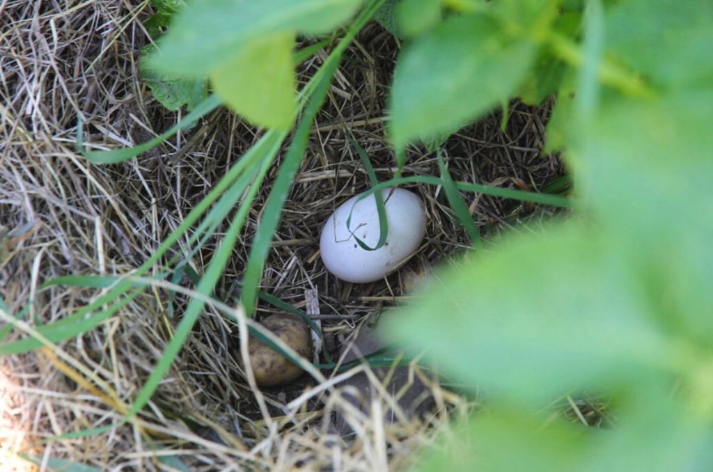 A single white duck egg in a nest by a potato plant