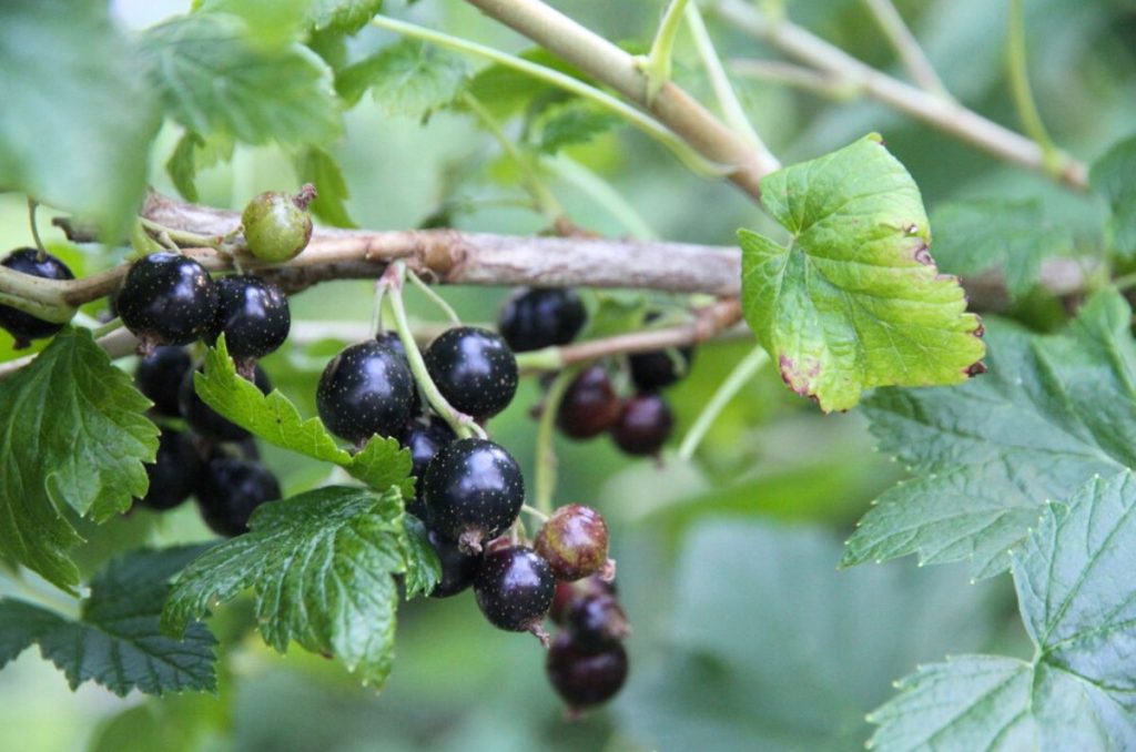 A cluster of large, black currant berries in my kitchen garden