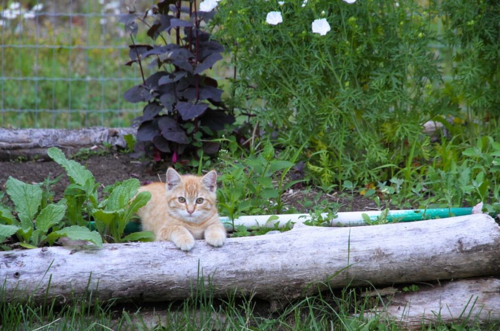 An orange kitten with brown eyes resting on a raised garden bed