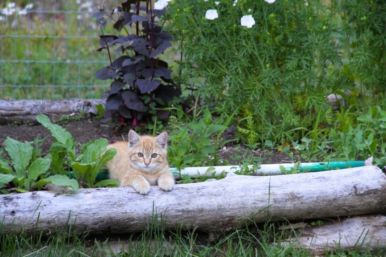 An orange kitten with brown eyes resting on a raised garden bed