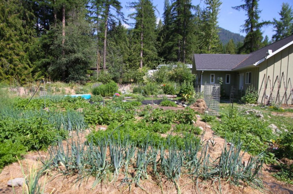 A mulched vegetable garden with onions, carrots, potatoes and beets.