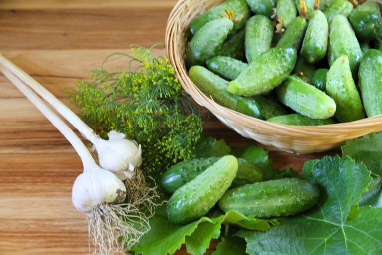 A basket of freshly picked pickling cucumbers that need to be washed before preserving.