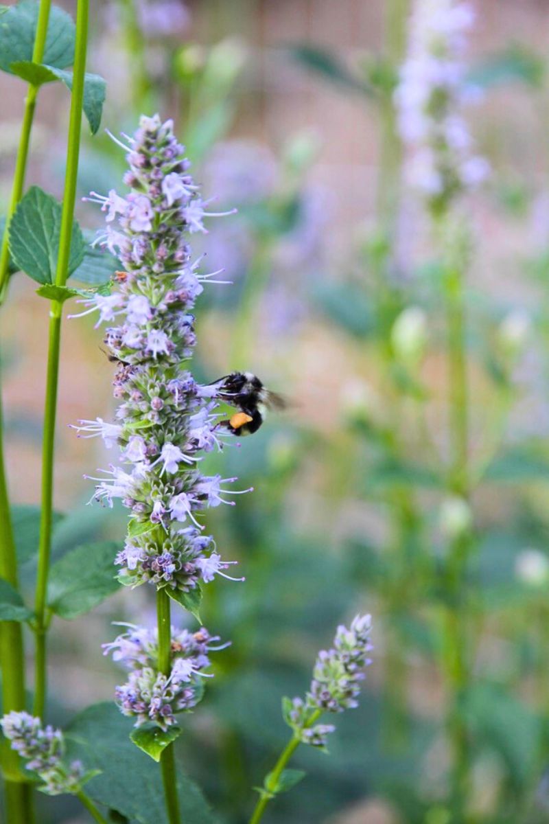 A bumblebee collecting pollen and nectar from licorice mint