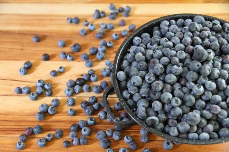 A dark blue enamel colander filled with clean, juicy blueberries.
