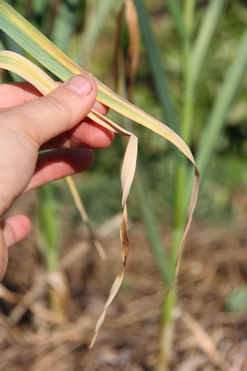 Dead, brown tips on the green garlic leaves.