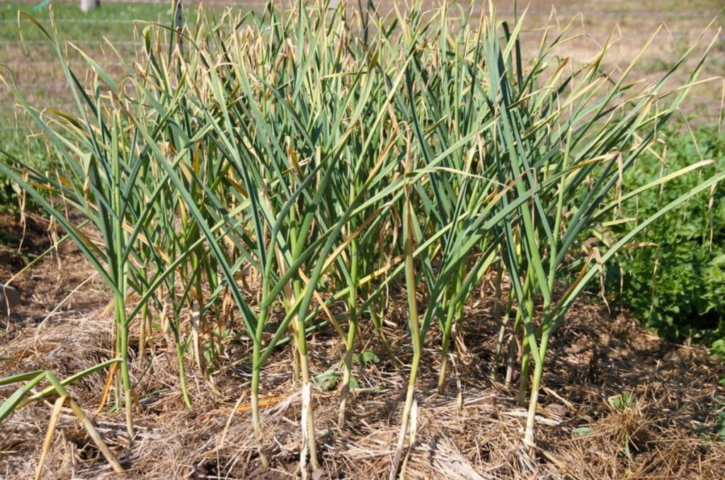 A patch of garlic, with the tips of the leaves turning brown.