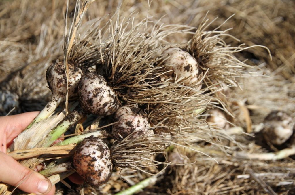Freshly pulled garlic stalks, with the bulbs fully intact.