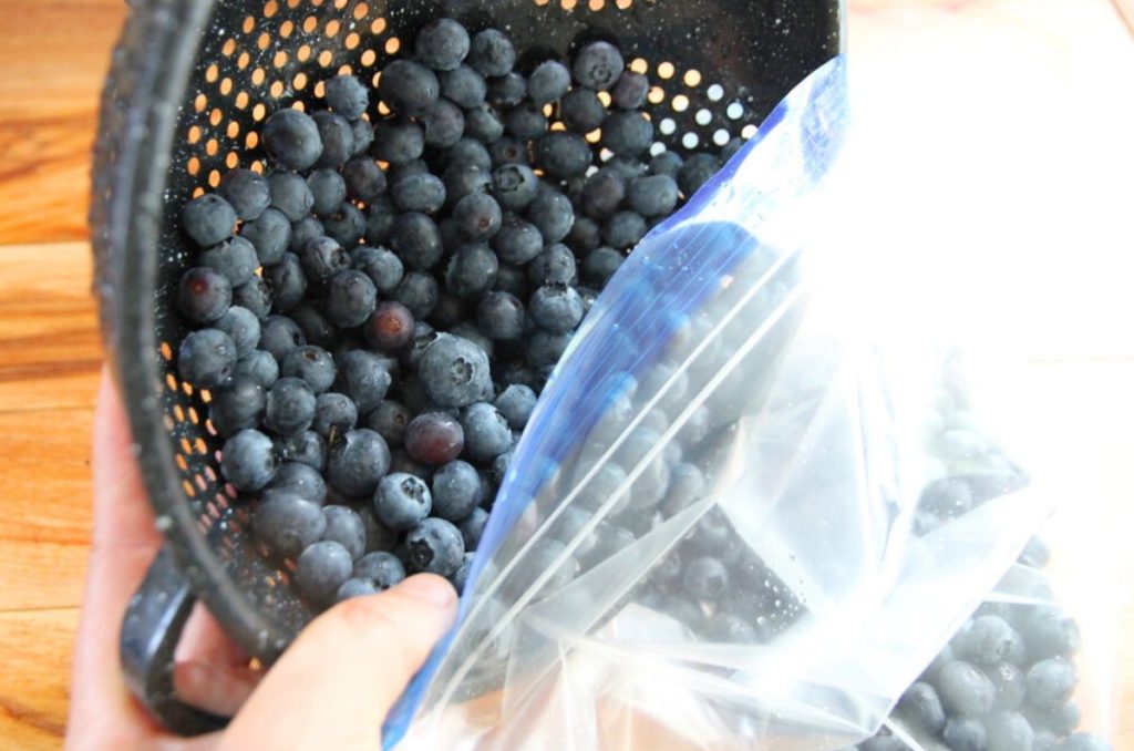 Pouring rinsed blueberries from a colander into a ziploc freezer bag.
