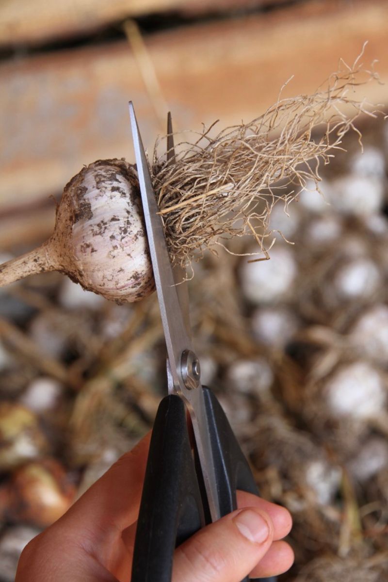Cutting the roots away from a dry garlic cloves with scissors.