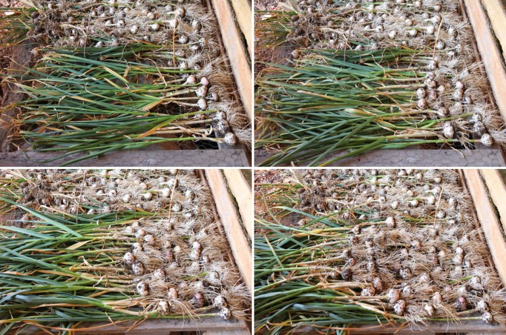 Four photos showing how to lay garlic down, so bulbs don't get buried under the green stalks.