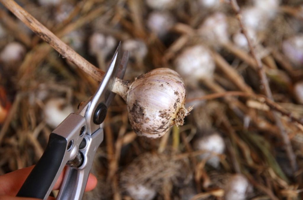 Cutting hardneck garlic stalks away with a pair of pruning shears.