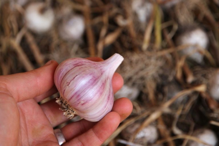 A trimmed and cleaned bulb of hardneck garlic