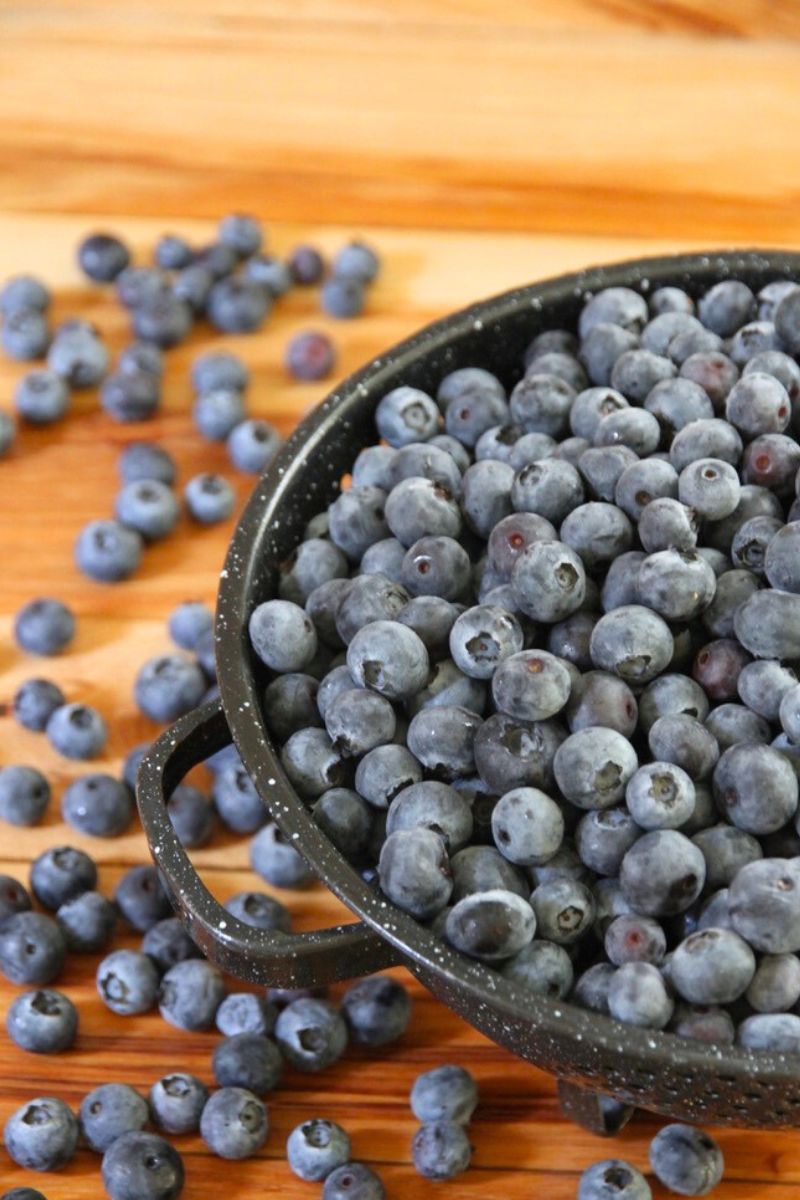 A colander full of fresh blueberries for freezing.