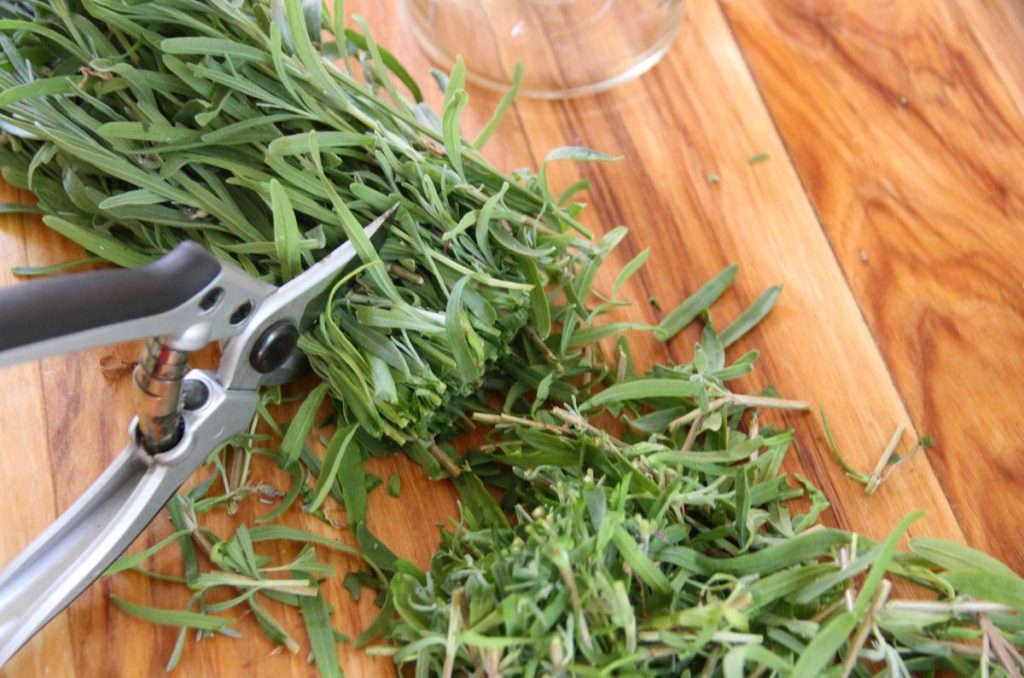 Fresh lavender being chopped into 1-2 inch lengths using pruning shears.