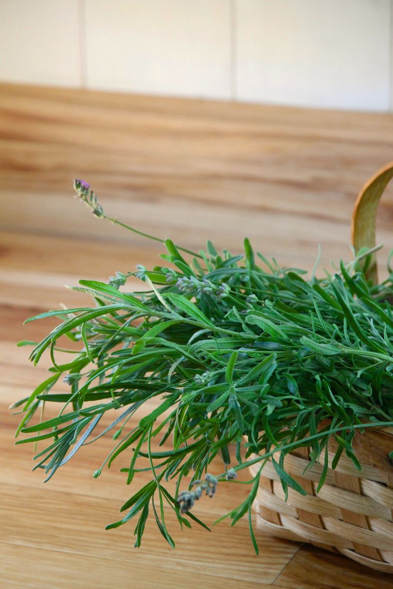 A basket of fresh lavender buds and green leaves.