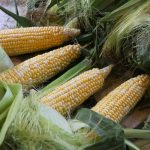Four ears of yellow corn with bright green husks pulled back.