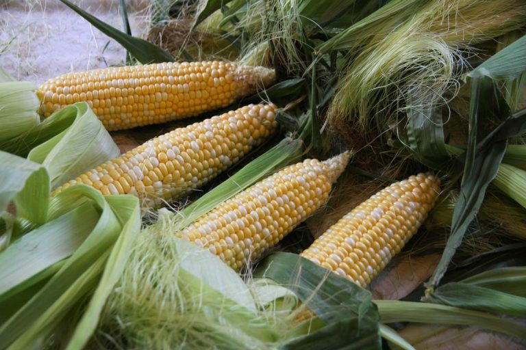Four ears of yellow corn with bright green husks pulled back.