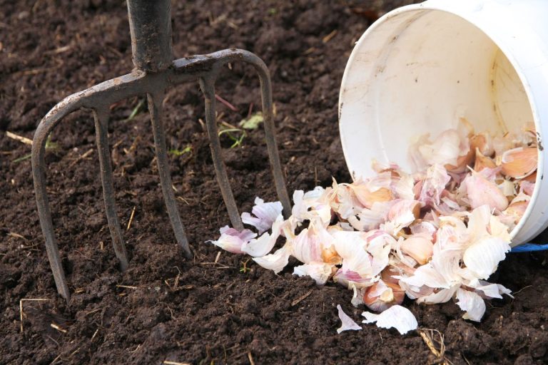 A pitch fork stuck in freshly turned dirt by a spilled pail of individual garlic cloves for planting.