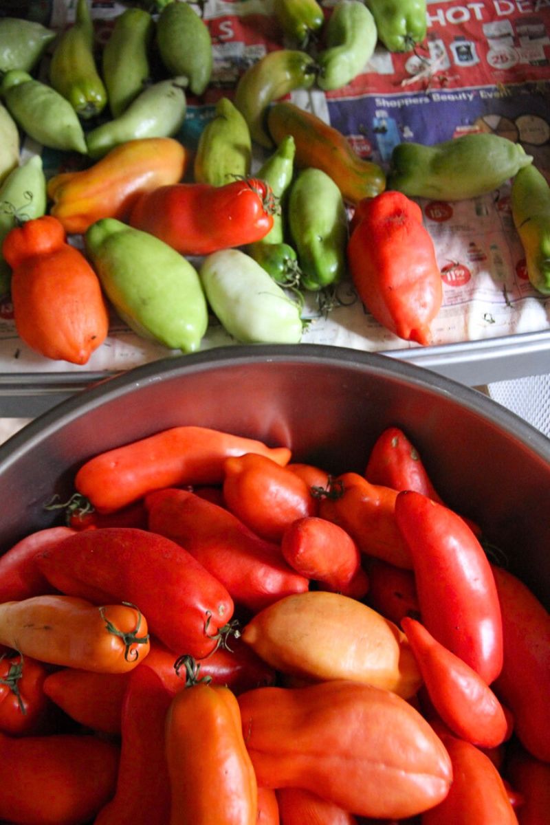 A bowl of red tomatoes from the shelves in our mud room.
